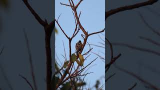 #baby #woodpecker #waiting for #friends #birds #birdsvideo #backyardwildlife #4k #startup #nature