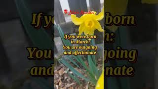 Daffodil - March Flower  #Daffodil  #flower