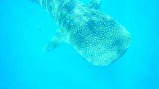 Swimming with Whalesharks