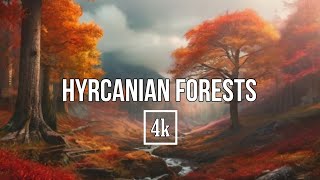 Walking through the autumn forest with heavy rain 4k