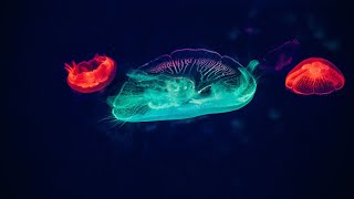 Relaxing Jellyfishes Videos compilation | Relaxing and  Music