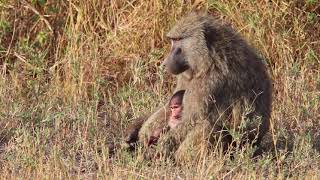 Adorably Baboon mother nurses her baby on the Africa safari