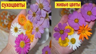 КАК СУШИТЬ ЦВЕТЫ🌺 Сухоцвет не отличить от живых цветов! Объемная сушка.  Где взять сухоцветы?