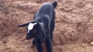 شاهد كيف يلعب صغير الماعز play Baby Goats