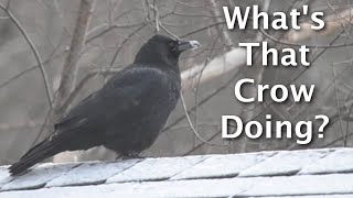 3 Cool Crow Behaviors In Winter