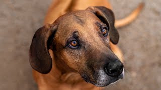 Elderly Individuals and Their Rhodesian Ridgebacks