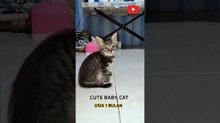 KUCING KECIL LUCU USIA 1 BULAN #dafsfamilychannel #catlover #babycat #littlecat #catlover #cutecat