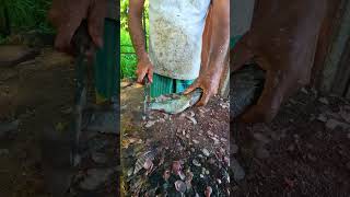 Amazing!! Village Fisherman Cutting Tilapia Fish #shorts