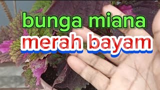 review bunga miana merah bayam di halaman rumah