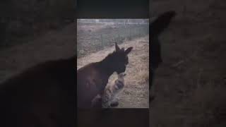 the donkey defeated the jackal😂😂😂😂ишак затрепал шакала