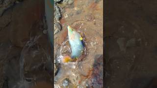 Rejeki Ikan Cantik hasil mancing #shortvideo #shortsvideo