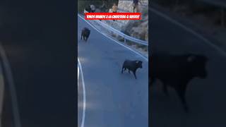 😱😱🤦‍♀️👉 Toros Bravos por la Carretera Que Susto!! #toros #susto TOROS TV