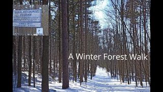 A Winter Forest Walk