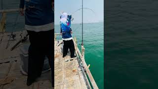 Wow mancing monster besar #fishing #predatorrawa #bassfishing #mancingrawa #vidioshort #shortvideo