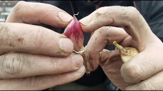 OUR PINK GARLIC IS PLANTED! PT2/2