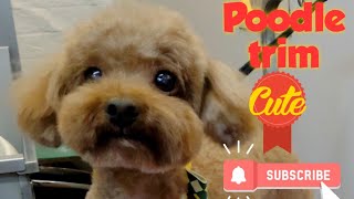 Dog grooming course series #20 [ trimming a poodle's leg]