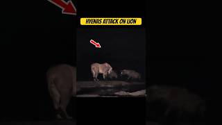 Hyenas Attack on Lion #wildanimals #wildlife #lion n