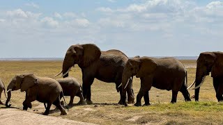 Episode 6 - I can’t believe I accidentally booked a private safari - Amboseli National Park 🇰🇪