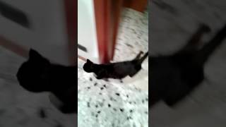 IL MIO NUOVO GATTO IN CASA