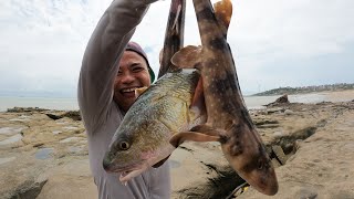 半岛上的20米长坑，水没抽干就抓到值钱海货，还有美国的大红鱼