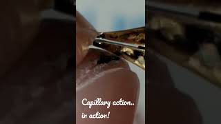 Capillary Action on Fountain Pen nib!