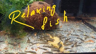 Аквариумные рыбки / relaxing fish #аквариумистика #aquarium #аквариумдома