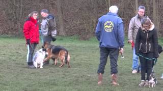 cercle canin dimanche 24 01 2016