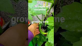 Growth time of cucumber#cucumber vine#cucumber#youtube shorts#terrace garden#shorts