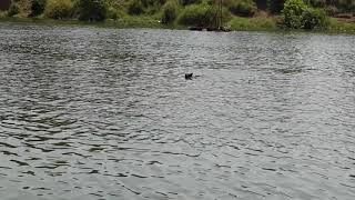 Swapnil's Omen Swimming