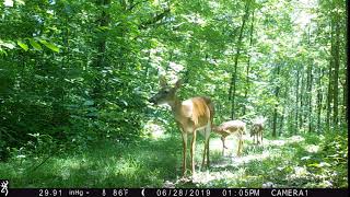 doe & fawns in woods 6 30