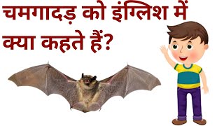 चमगादड़ को इंग्लिश में क्या कहते हैं?| chamgadar ko English mein kya kahate hain | @SartazClasses