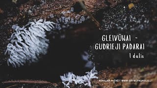 GLEIVŪNAI - gudrieji padarai