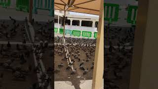 Makkah Pigeons🕊️#Short‎@adil20779!!!