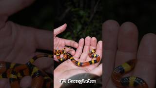 Herping FL Everglades 30+ snakes found and more(INSANE!) #wildlife #viral #snake #animals #reptiles