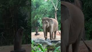 [Mr. Tapir] I Wash Bananas Before Eating