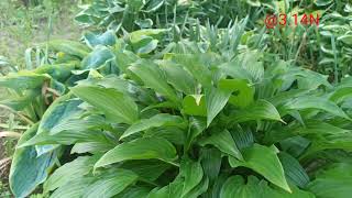 ☘️хосте полтора века#petrnovar #запорожье #hostas #хосты #ретроспектива