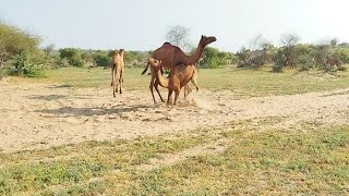 The Secret Lives of Wild Camels || Camel Wild Animal Grazing Food || Wild Animal