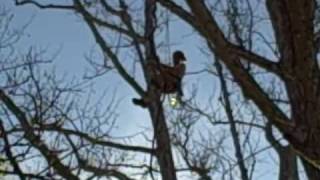 Warren Wilson College -Tree Crew