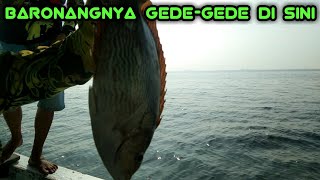 mancing di pelampung kuning untung jawa baronangnya besar-besar