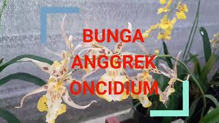 BUNGA ANGGREK ONCIDIUM