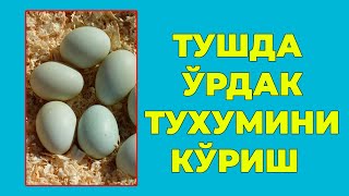 Туш табири - Тушда Урдак тухумини куриш