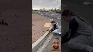 Helping baby ducks on the street #duck #birds #ducks #save #nice #viral