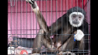 Dexter the Rescue Gibbon... This is his story! #shorts