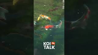 #naturalwonders #koi #koipond #fishkeeping #naturephotography #koicarpfish