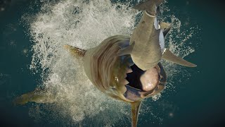 All Shark Feeder Animations In Slow Motion | JWE2