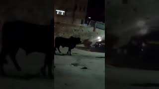 هروب عجل مجنون في شوارع غزة يوم العيد crazy calf escapes through the streets of 2022//Gaza on Eid