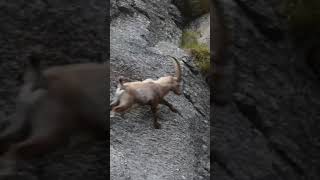 Ibex aplen pendaki tebing terbaik