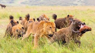 A group of hyenas attacked alone lion. Wildlife Animals