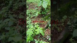 Jungle snake plant #snake #viral #trending #youtubeshorts #shortsfeed #shorts #shortsvideo