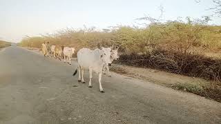 Cows are returning back to home